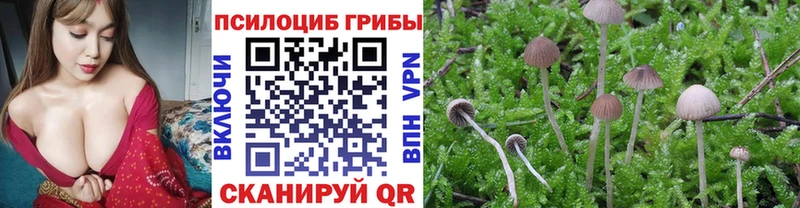 наркошоп  Тотьма  Галлюциногенные грибы Psilocybine cubensis 